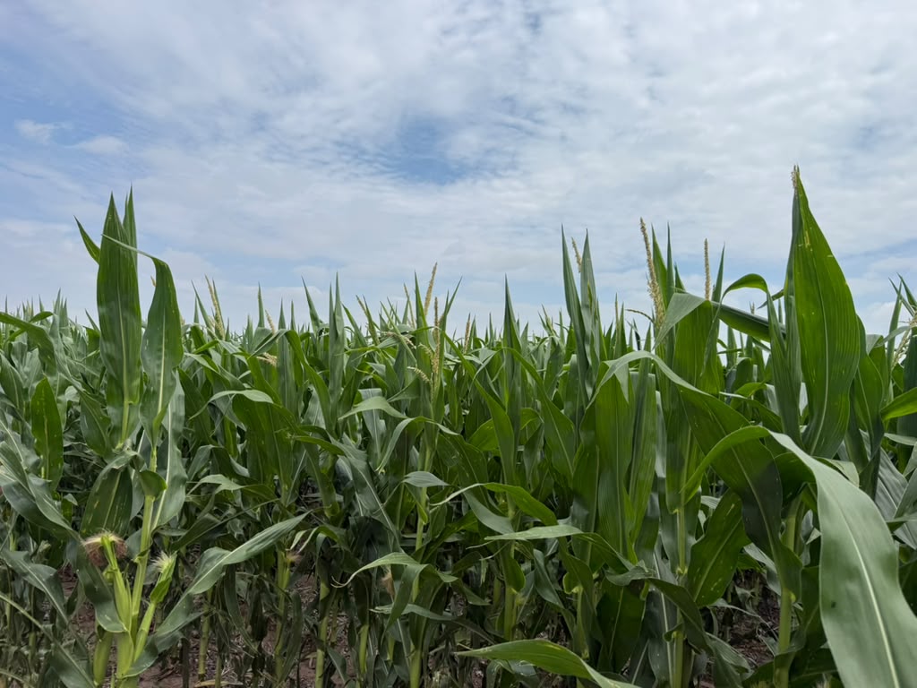 Tasselling corn crop under open sky